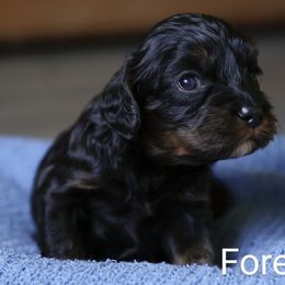 Forest - Black and tan male Cavapoo puppy in Casa, Arkansas from Blue Diamond Puppies