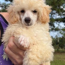 Carter - White male Poodle puppy in Birmingham, Alabama from Stormborn