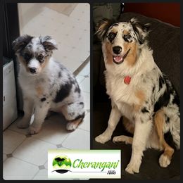 Australian Shepherd Puppies from Cherangani Hills Australian Shepherds