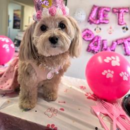 Yorkipoos and Yorkshire Terriers from Texas Yorkies and Yorkiepoos