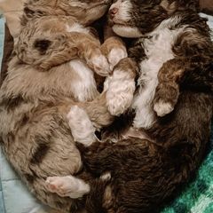 Aussiedoodles and Double Doodles from Melrose Mountain Farm