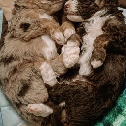 Aussiedoodles and Double Doodles from Melrose Mountain Farm