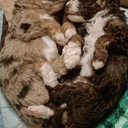 Aussiedoodles and Double Doodles from Melrose Mountain Farm