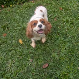 Liam ... Sir Liam Ham's worth every penny - Blenheim male Cavalier King Charles Spaniel puppy in Grantsville, Maryland from One Big Cavy Family