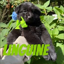 Linguine - Black male German Shepherd puppy in Fort Jennings, Ohio from Von Holtzapple German shepherds