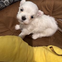 Molly - White female Maltese puppy in Franklin, Kentucky from Unicorn tiny Maltese puppies