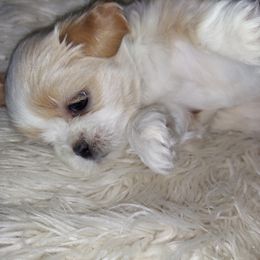 Shih Tzu Puppies from Highland Farms Shih Tzu & Imperial Beauties