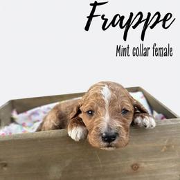 Frappe - Red  female Goldendoodle puppy in Taylorsville, North Carolina from Doggone Dixie Doodles