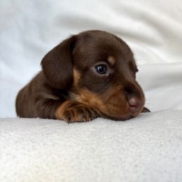Dachshund Puppies from Weenie Bros