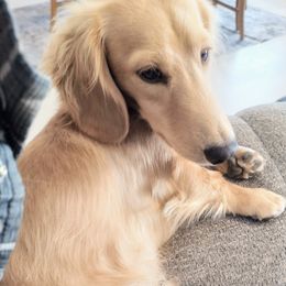 Syd - Dachshund