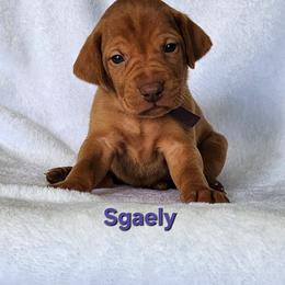 Dragon 3 - Golden rust female Vizsla puppy in Kentucky from Willow Ridge Kennel