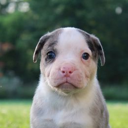 Omri - male Alapaha Blue Blood Bulldog puppy in Grafton, Ohio from Eclipse Alapaha Kennels