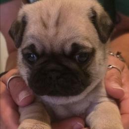 Rosie-Purple Collar - Fawn female Pug puppy in New Braunfels, Texas from Kex Pug Haus