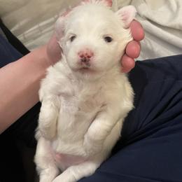 Coton de Tulear Puppies from Polar Pup Cotons