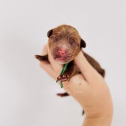 Green boy - Red  male Goldendoodle puppy in Syracuse, Indiana from The Doodle Cove