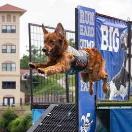 Goose - Golden Retriever
