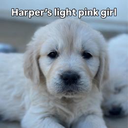 Girl 4 - Light golden female Golden Retriever puppy in Orland, California from Brownfield’s English Cream Golden Retrievers