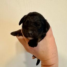 Callie - Black and tan female Cavapoo puppy in Eatonton, Georgia from TNT Puppies