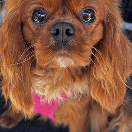 Paisley - Cavalier King Charles Spaniel