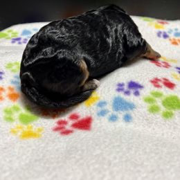 Goldendoodle and Poodle Puppies from SnickerDoodlePups