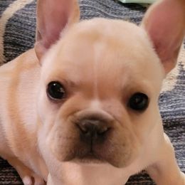 French Bulldogs from Luxe 45 Frenchies