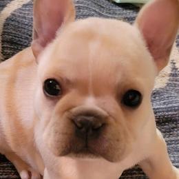 French Bulldogs from Luxe 45 Frenchies