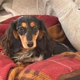 Ari - Dachshund