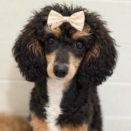 Katee - Poodle