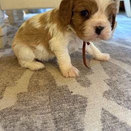 Cider - Blenheim male Cavalier King Charles Spaniel puppy in Port Orchard, Washington from Cavaliers of House Northup