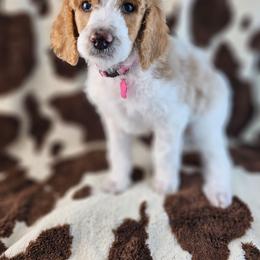 Ruby - Apricot female Poodle puppy in Mcbain, Michigan from Northern Creek