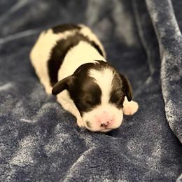 H - Black and white male Cavapoo puppy in Draper, Utah from Peaks Pups — Exceptional by Nature. Raised with Purpose.