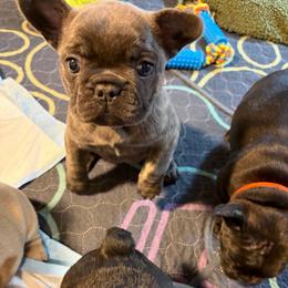 Zelda - Fawn brindle and white female French Bulldog puppy in Neenah, Wisconsin from Mimosa Acres French Bulldogs LLC