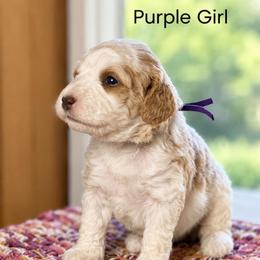 Purple Collar - Apricot female Australian Labradoodle puppy in Coeur D'alene, Idaho from Lake City Labradoodles