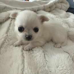Chihuahua Puppies from Dreamy Divine Chihuahuas