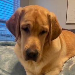 Emme - Labrador Retriever
