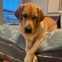Emme - Labrador Retriever
