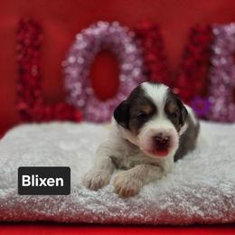 Blixten- Black collar - Grey and white male Bernedoodle puppy in Summerville, South Carolina from Channys Doodles