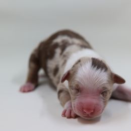 Australian Shepherd Puppies from Happy Aussie Kennels