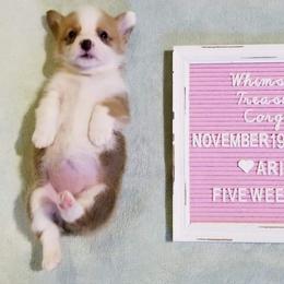 American Corgi and Pembroke Welsh Corgi Puppies from Whimsical Treasure Corgis