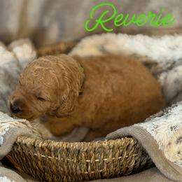 Reverie - Apricot male Poodle puppy in Brooksville, Florida from Ariella Standard Poodles & Chinese Cresteds