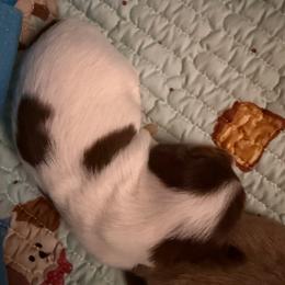 Toffee - Piebald female Dachshund puppy in Benwood, West Virginia from Royal Roads Miniature Dachshunds