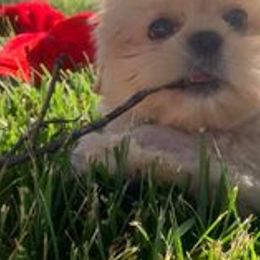 Bogi Lace - Shih Tzu