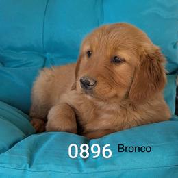 Bronco - Dark golden male Golden Retriever puppy in Parker, Colorado from Legacy Ranch Golden Retrievers
