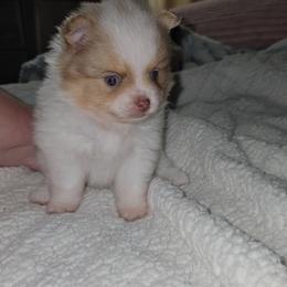 Garrett - Chocolate merle male Pomeranian puppy in Angleton, Texas from Pomeranian Palace, LLC