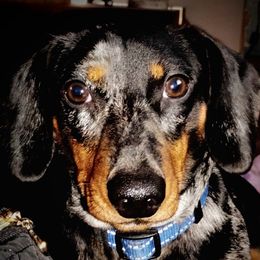 Earl - Dachshund