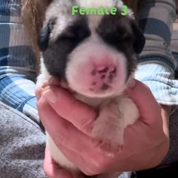 Female 3 - Biscuit and white female Anatolian Shepherd Dog puppy in Daggett, Michigan from T&S Anatolians