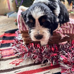 Everest (Ever) - Black white and tan female English Springer Spaniel puppy in Huntingdon, Pennsylvania from Indian Creek Springers and Doxies