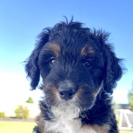 Apollo - Tri-color male Bernedoodle puppy in Nampa, Idaho from Ember Skies Doodles