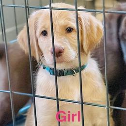 TURKEY - Caramel cream female Labradoodle puppy in Franklinton, North Carolina from Green Acres Labradors