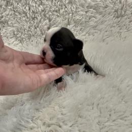 Boy 2 - Black brindle and white male Boston Terrier puppy in Eight Mile, Alabama from Bishop's Bostons